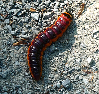 Raupe des Weidenbohrers